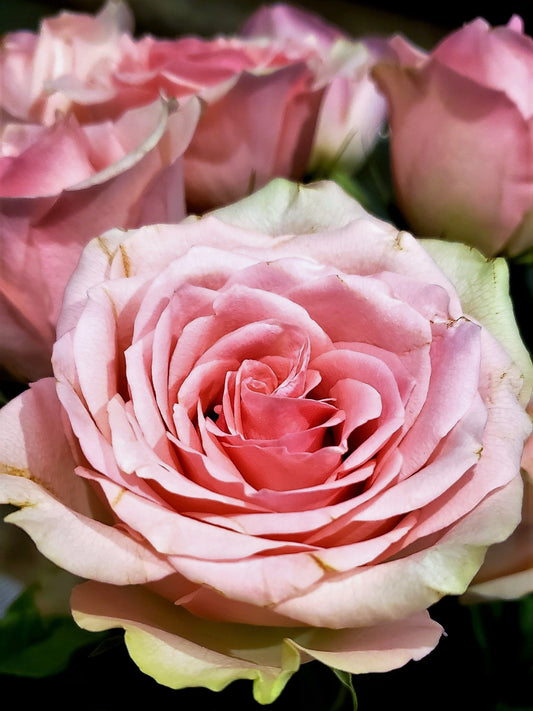 How To make Rose Water & Rose Oil - it's so SIMPLE!