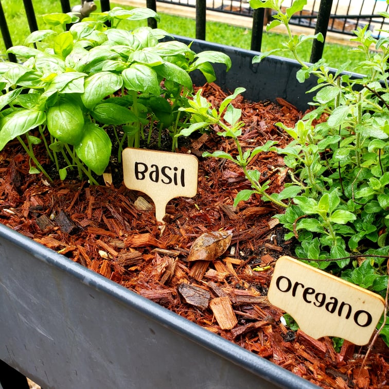 Bamboo Plant Markers - Herb, Vegetables, Plants